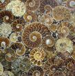 Composite Plate Of Agatized Ammonite Fossils #57736-1